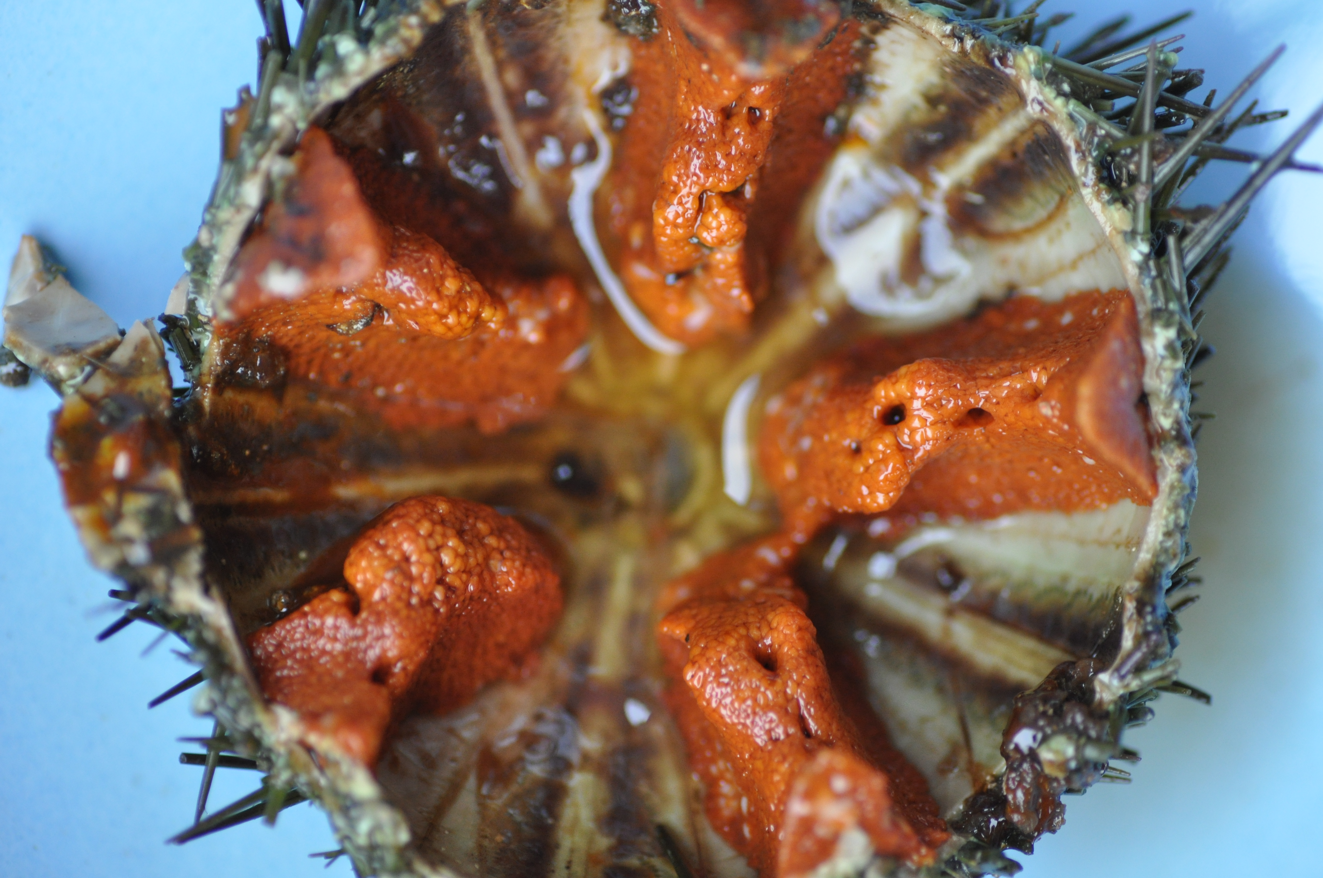 sea urchins
